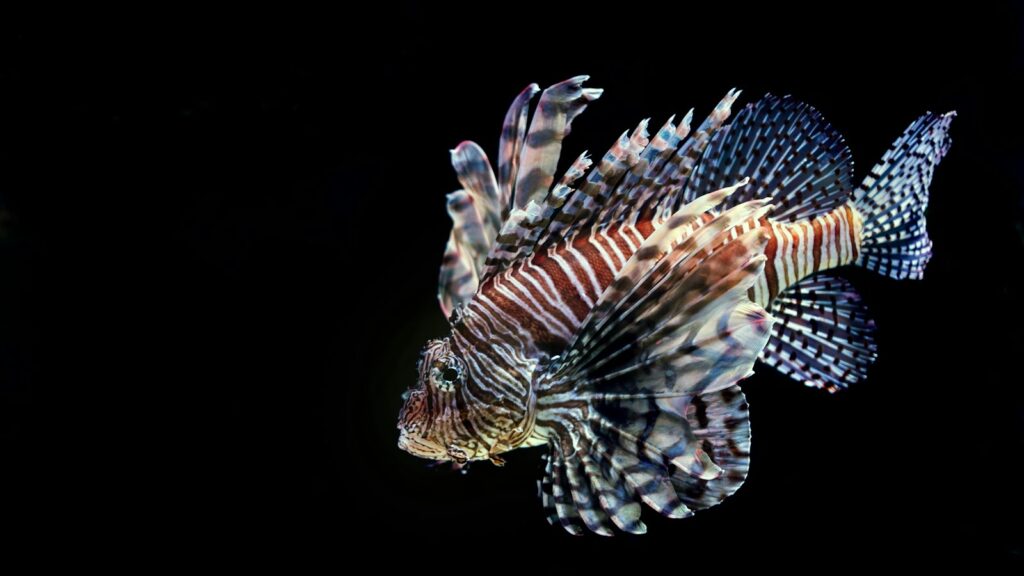Striking red lionfish with zebra-like stripes and elaborate fins, swimming in dark water.