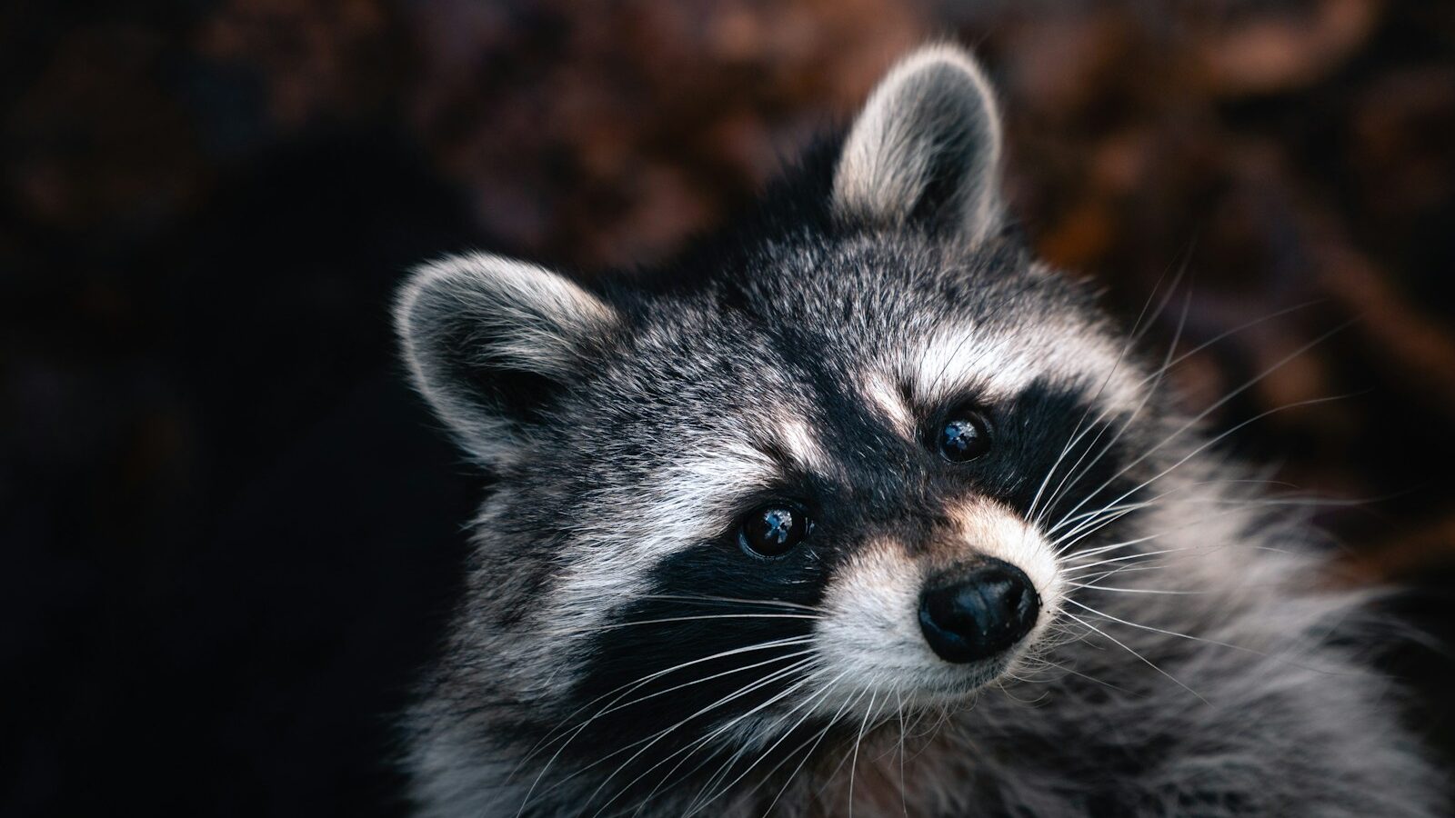 black and white Racoon