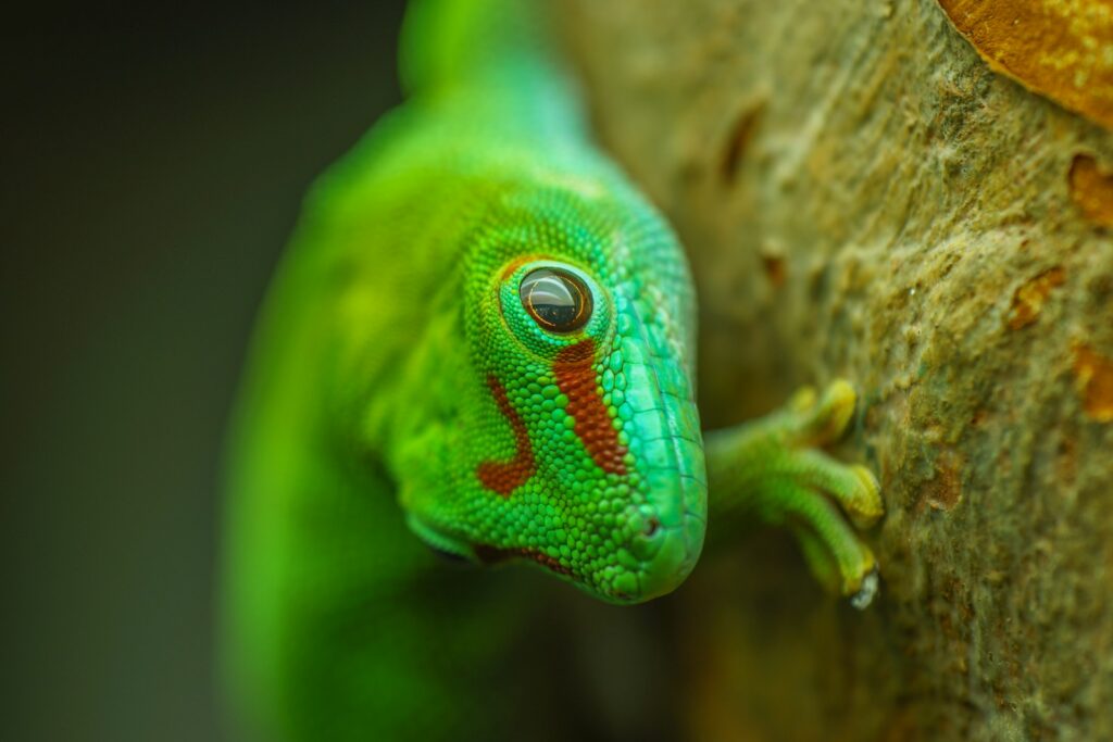 green and blue gecko on brown tree branch