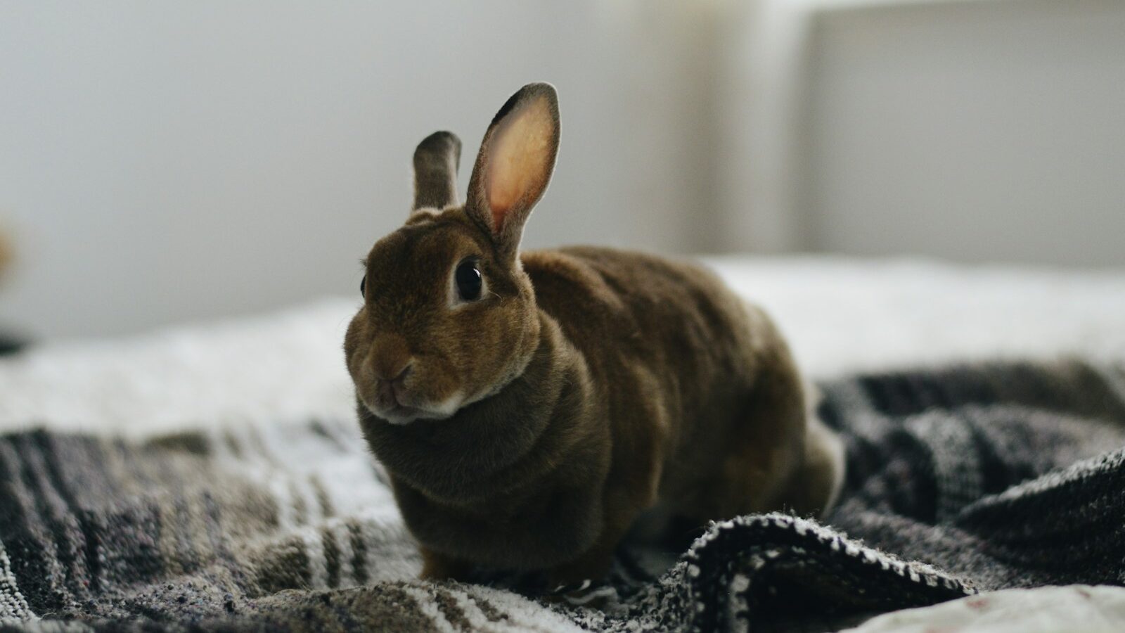 brown rabbit on gray textile