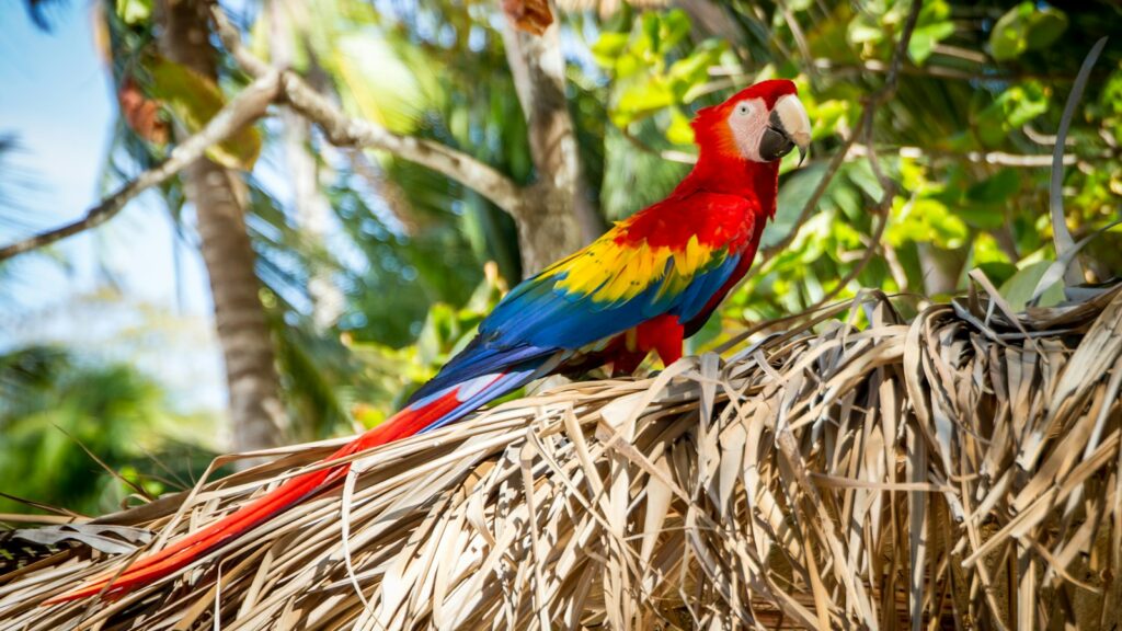 A brightly colored Scarlet macaw with a red body, yellow wings, and a white face perched on a branch.