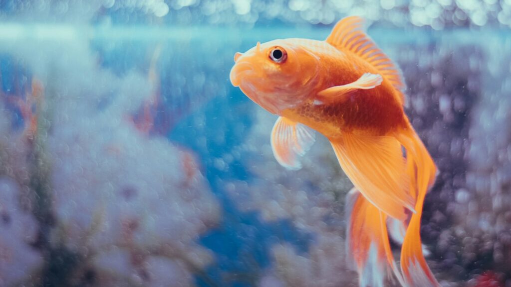 A close-up of a goldfish, showcasing its flowing fins and bright coloration.
