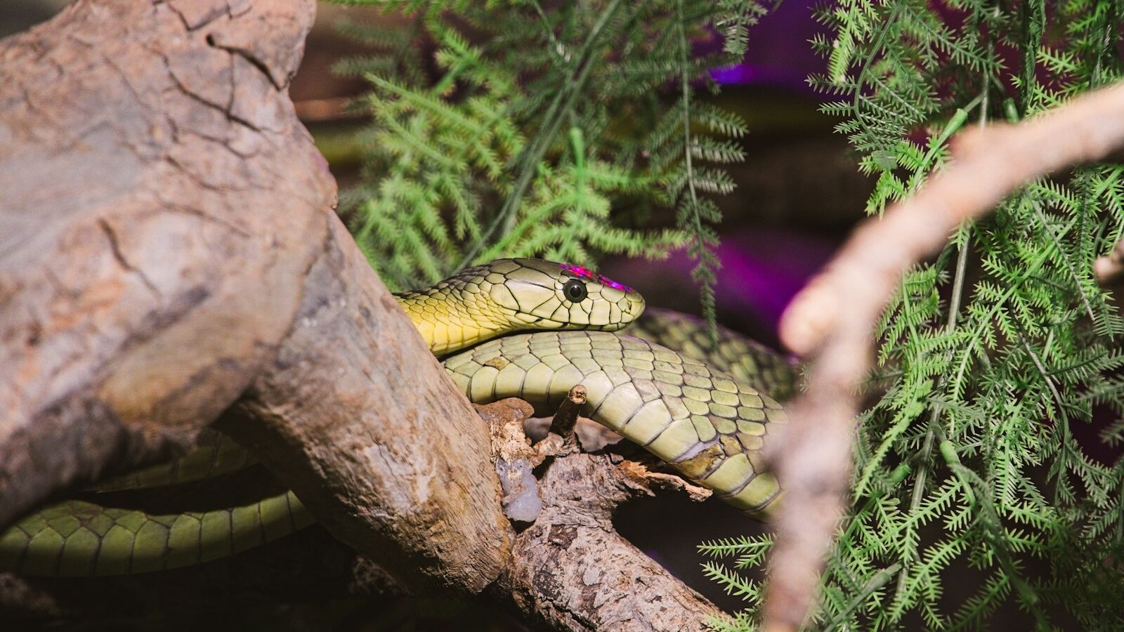 A green snake curled up on a tree branch.
