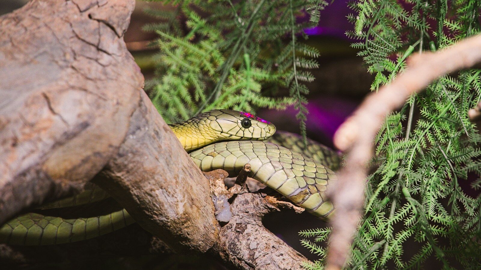 a green snake curled up on a tree branch