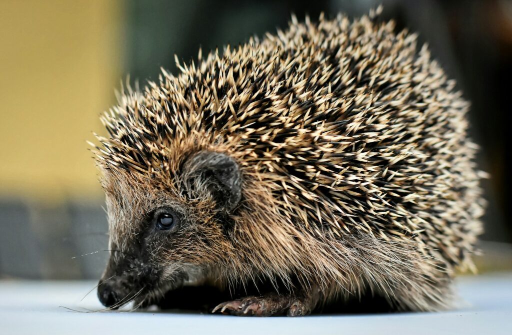 brown hedgehog on the floor