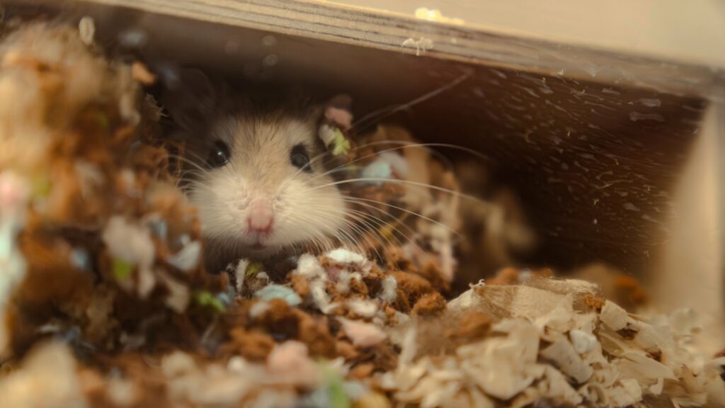 A mouse is peeking out of a hole in a pile of dirt