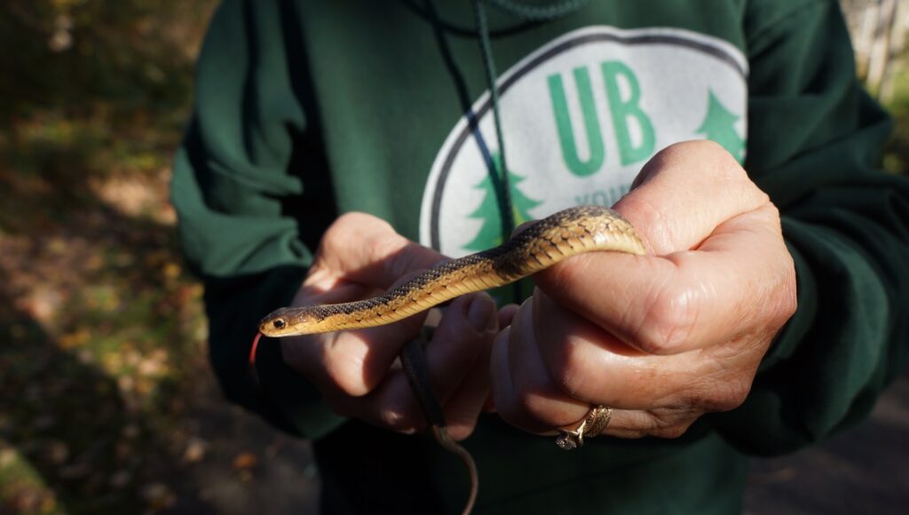 Differences Among Snake Species