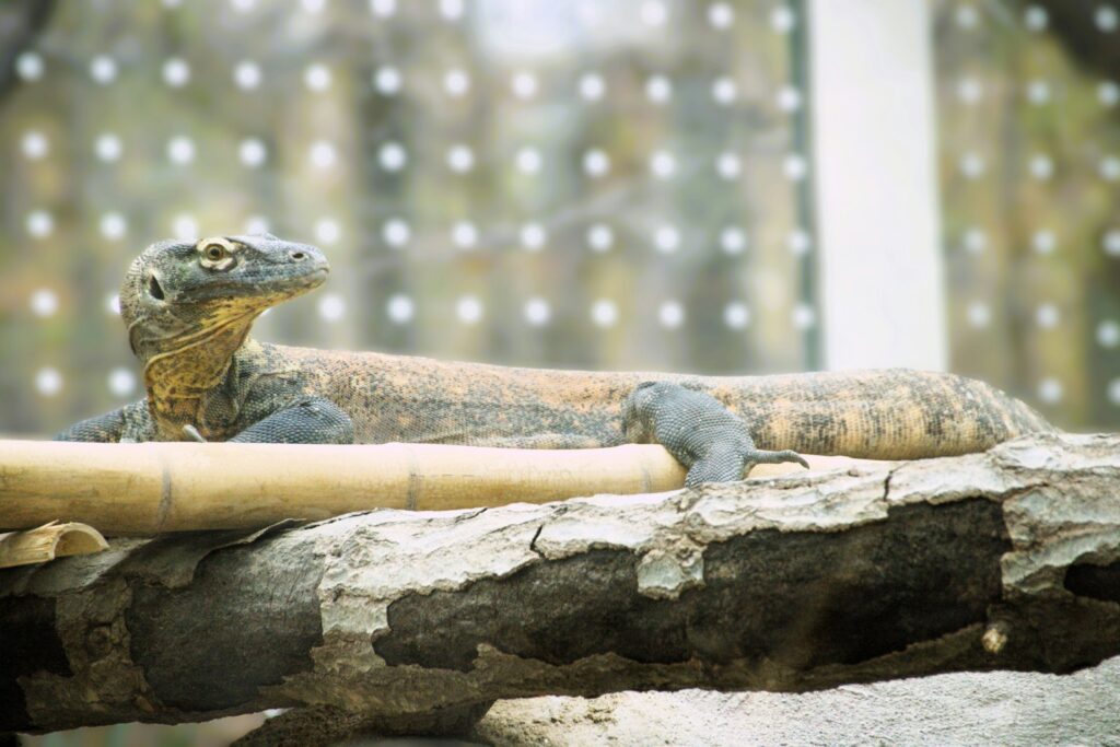 A large lizard sitting on top of a wooden log