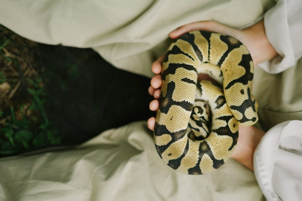 brown and black snake on persons hand