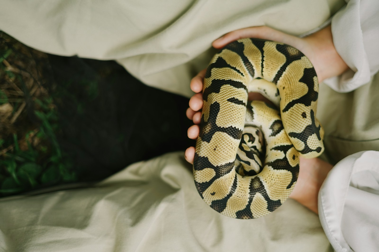 brown and black snake on persons hand