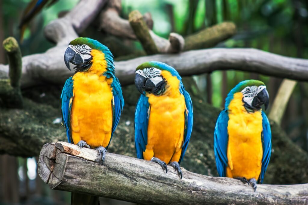 three blue-and-yellow macaws on a tree branch
