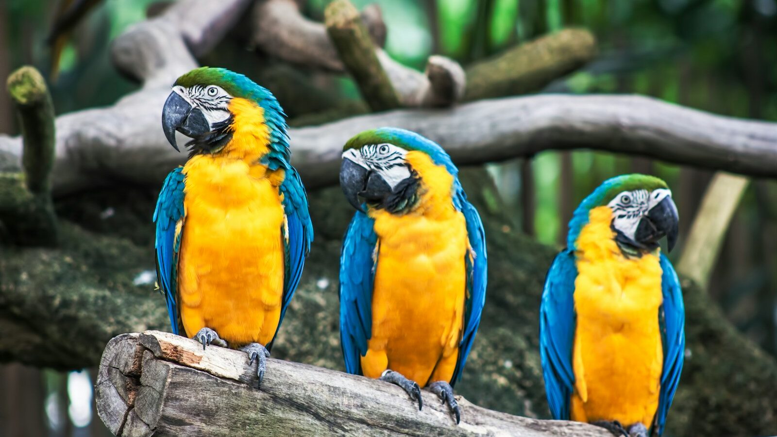 three blue-and-yellow Macaws on tree branch