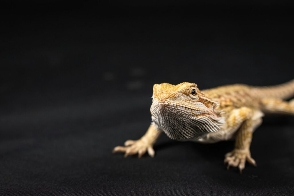 crested gecko on a black background