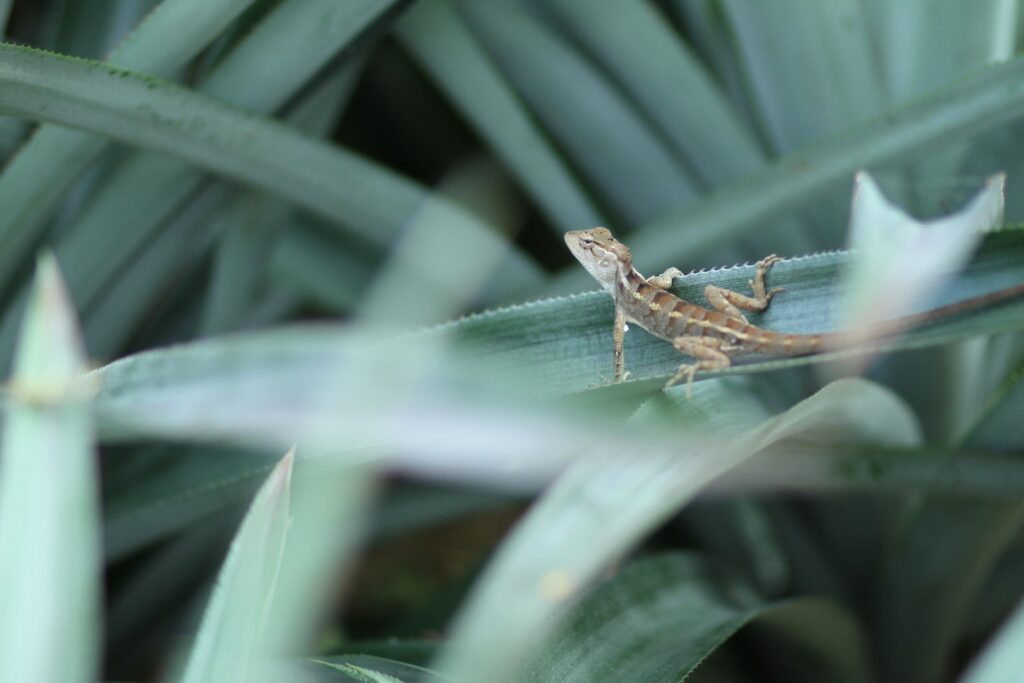 a small lizard sitting on top of a green plant