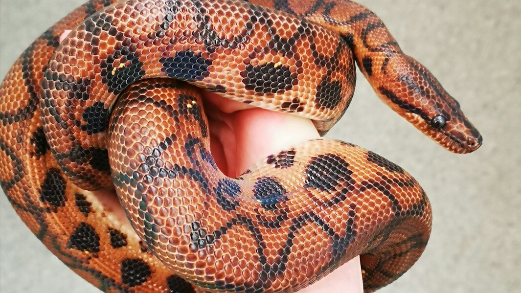 a person holding a large snake in their hand