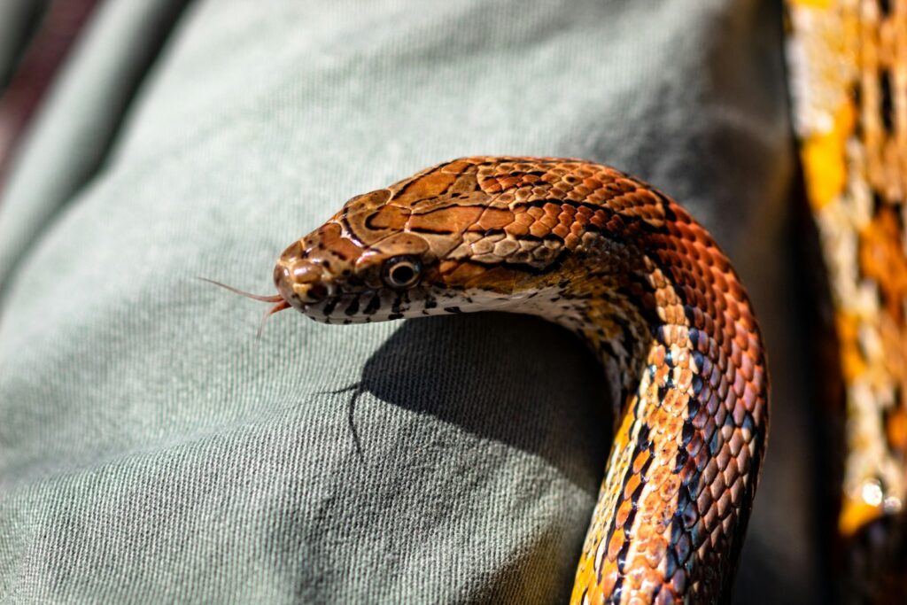 brown corn snake
