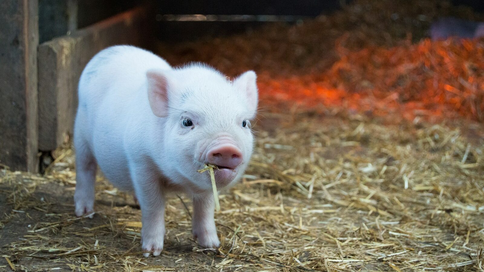 Cute white mini pig with a pink snout in a barn setting chewing hay.