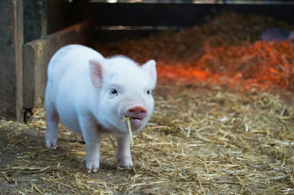 white mini pig chewing hay