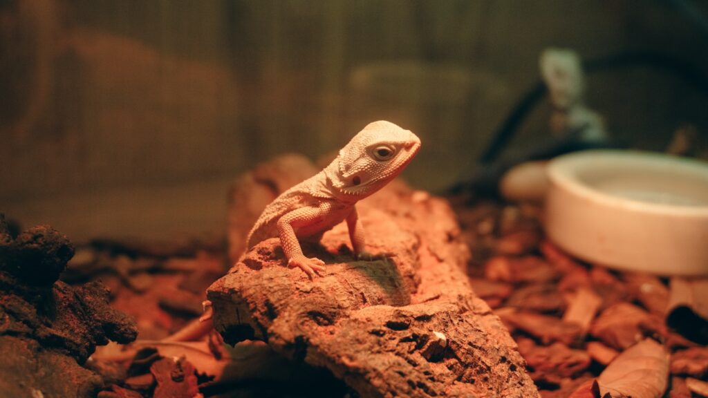 A young bearded dragon in a terrarium with wood chips.