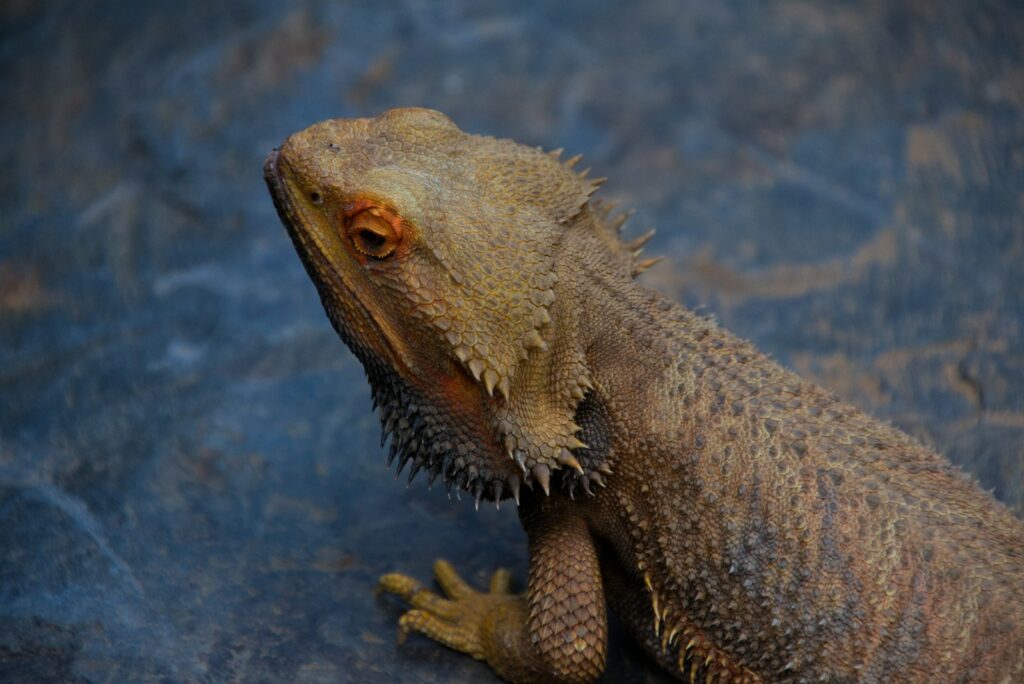 brown bearded dragon on water