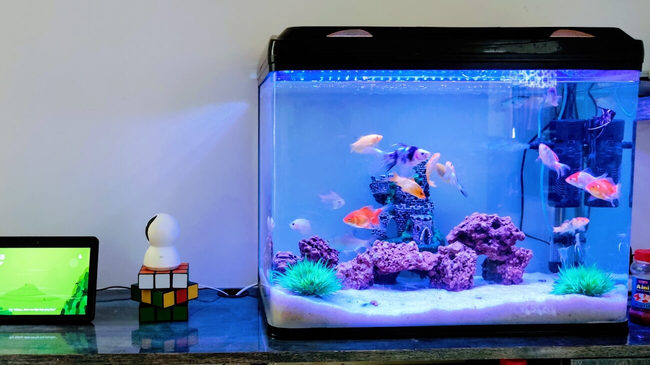 A home aquarium displaying several small freshwater fish swimming among artificial coral and plants.