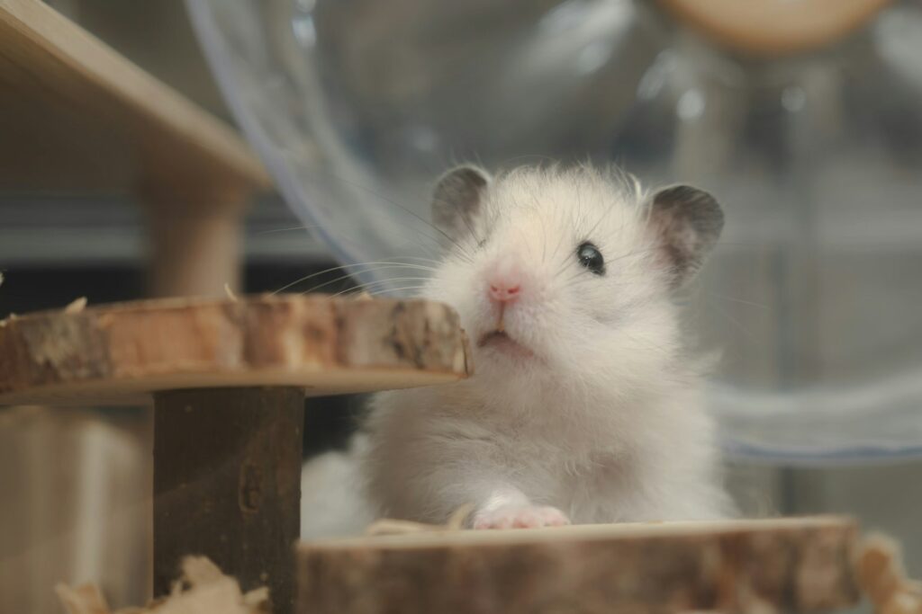 A small white hamster sitting on top of a wooden table