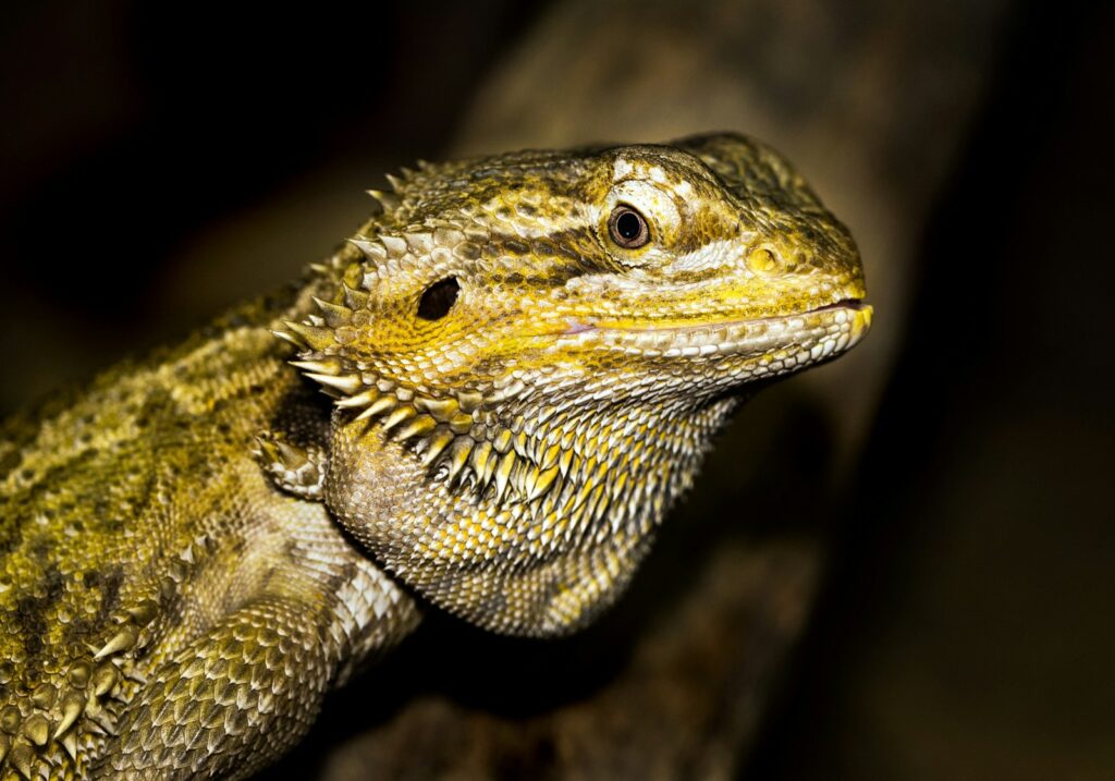 close-up photography of bearded dragon