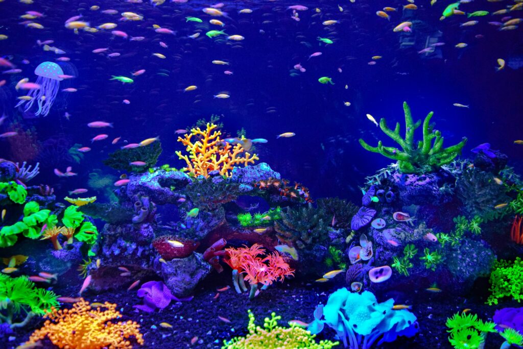 purple and pink coral reef fish tank