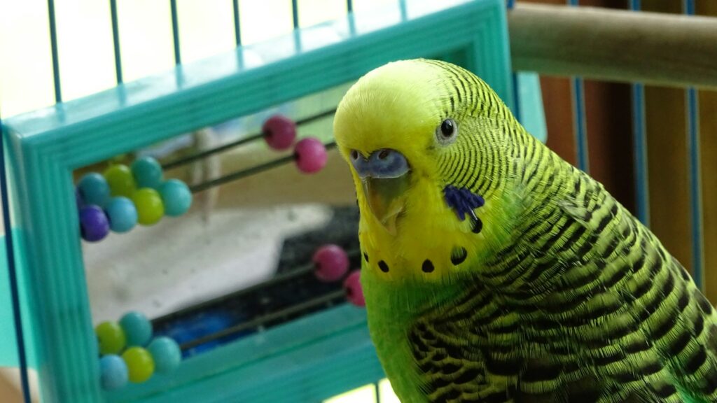 A budgerigar showcasing its vibrant green and yellow plumage perched near a colorful toy inside a cage.