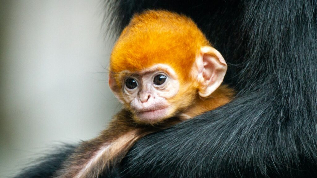 A small, young monkey with large eyes and soft fur, being carried by its mother.