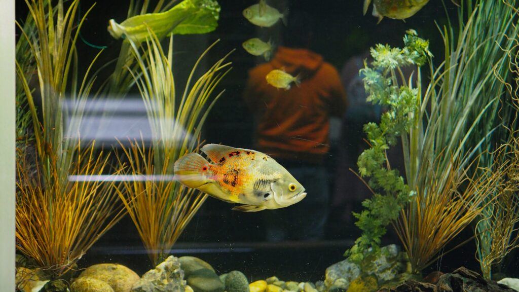 A vibrant fish, showing its distinctive and colorful patterns, swimming in a freshwater aquarium.