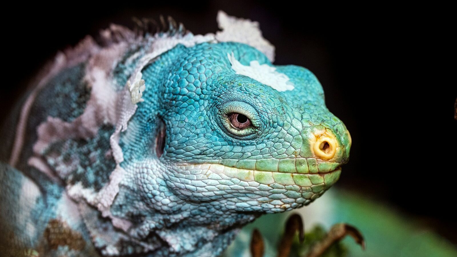 Close-up of a blue iguana with bright blue scales and patches of shedding, white skin.