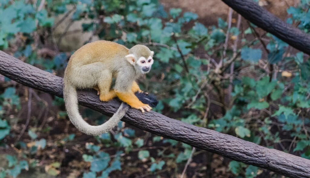 a squirrel monkey sitting on top of a tree branch