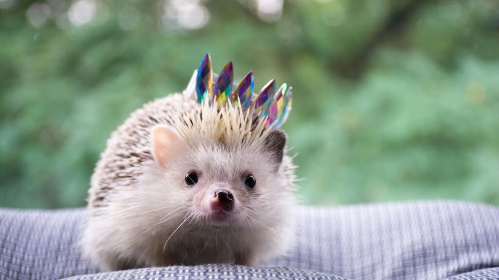 A small, white-faced hedgehog with painted quills in shades of blue, purple, and gold.