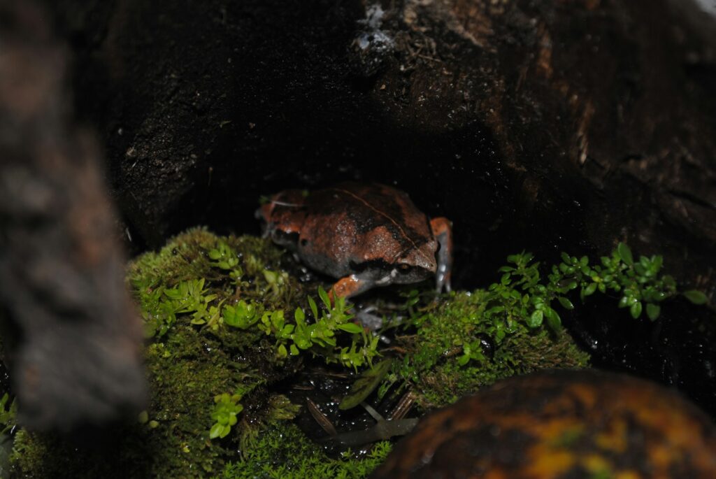 frog hiding between two rocks