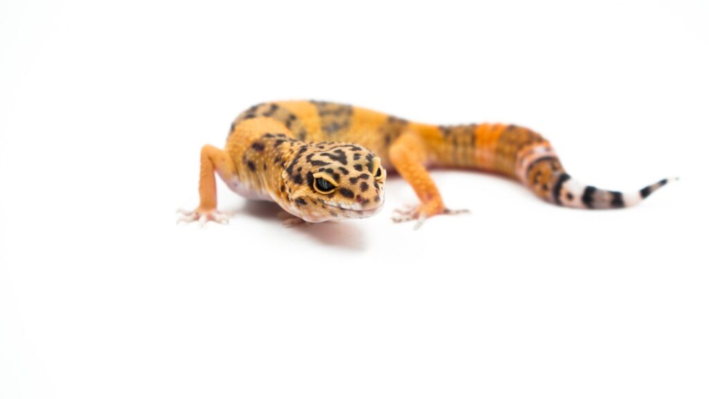 brown and black leopard gecko on white background