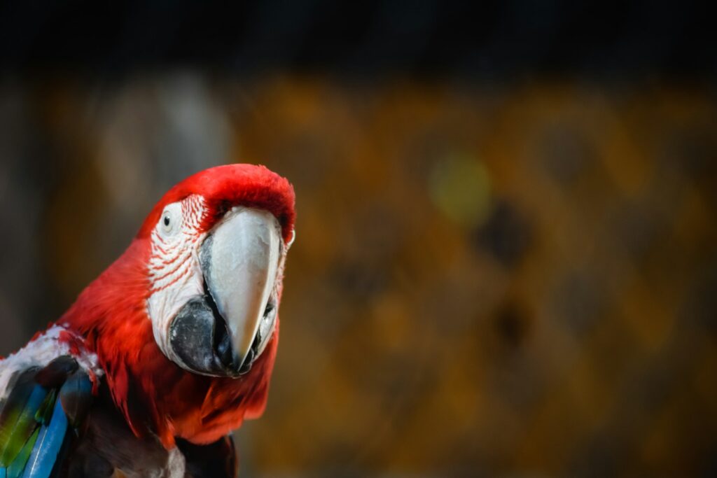 red and white macaw