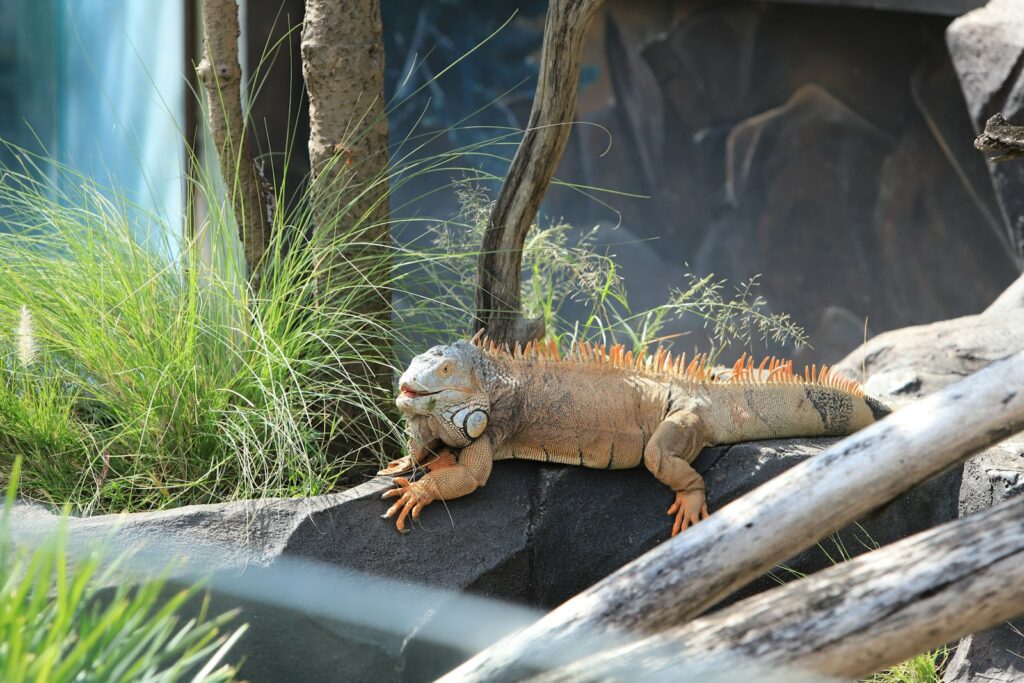 a lizard on a log