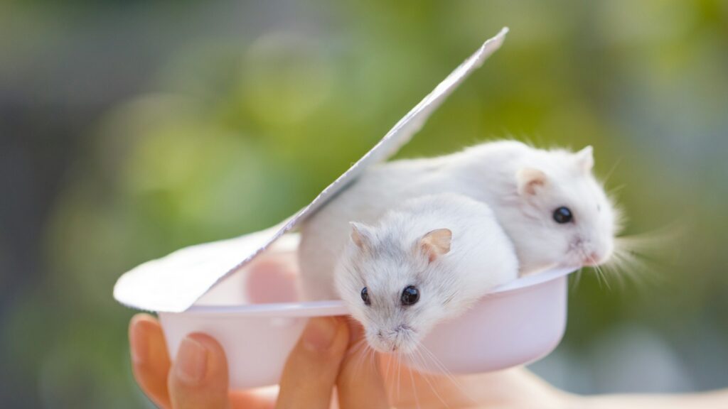 Two tiny, white hamsters huddled together in a small, light pink container being held by a person.