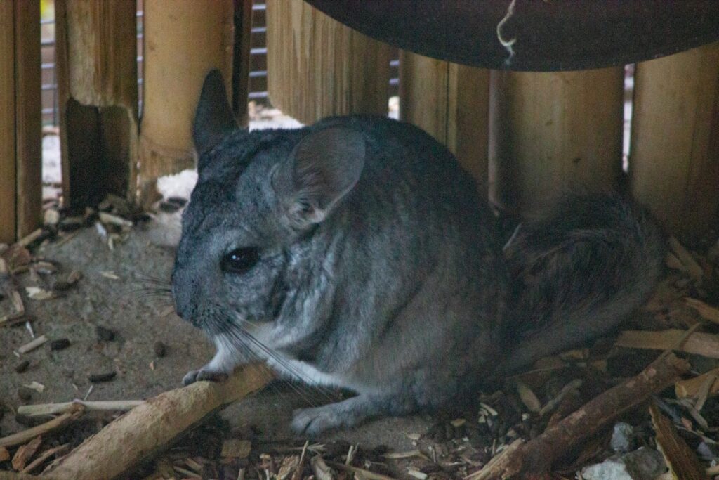 chinchilla