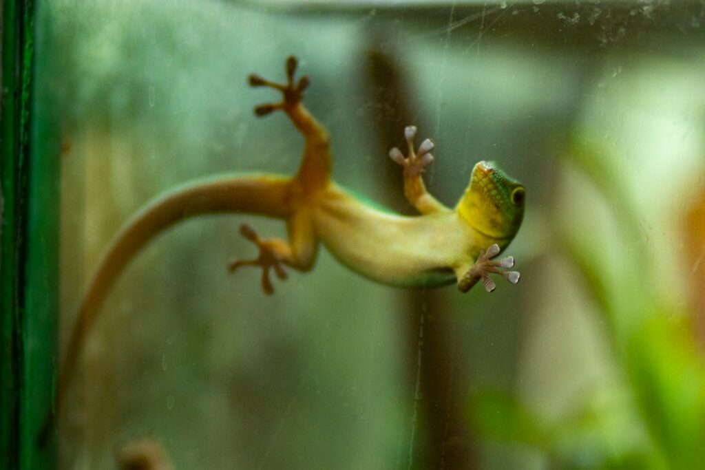 green gecko on clear glass panel