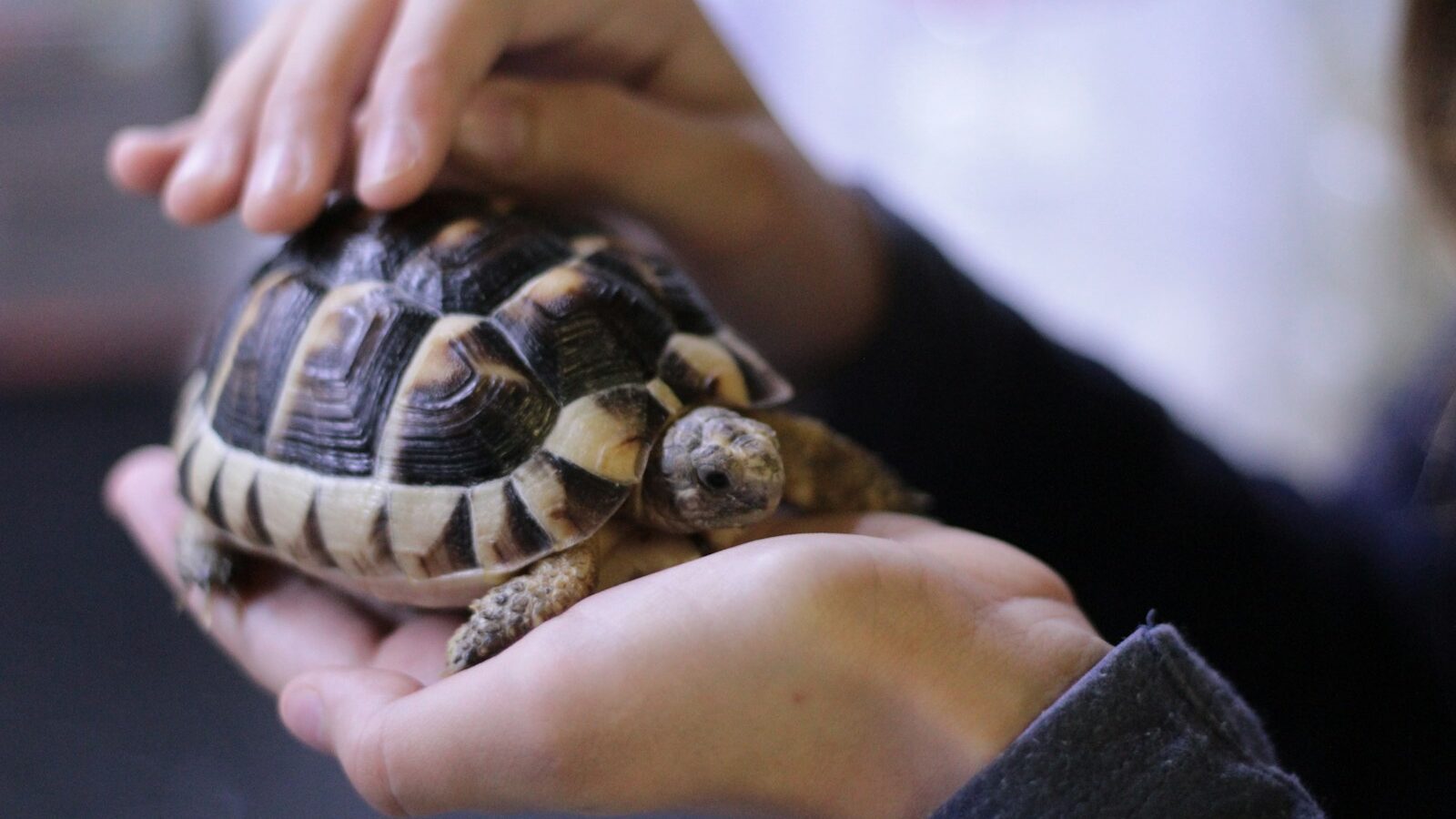 Close-up of a small tortoise with a patterned shell in a person's hand.