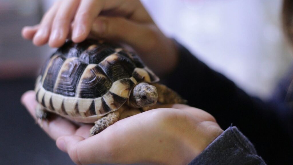 Close-up of a small tortoise with a patterned shell being cradled in two hands.