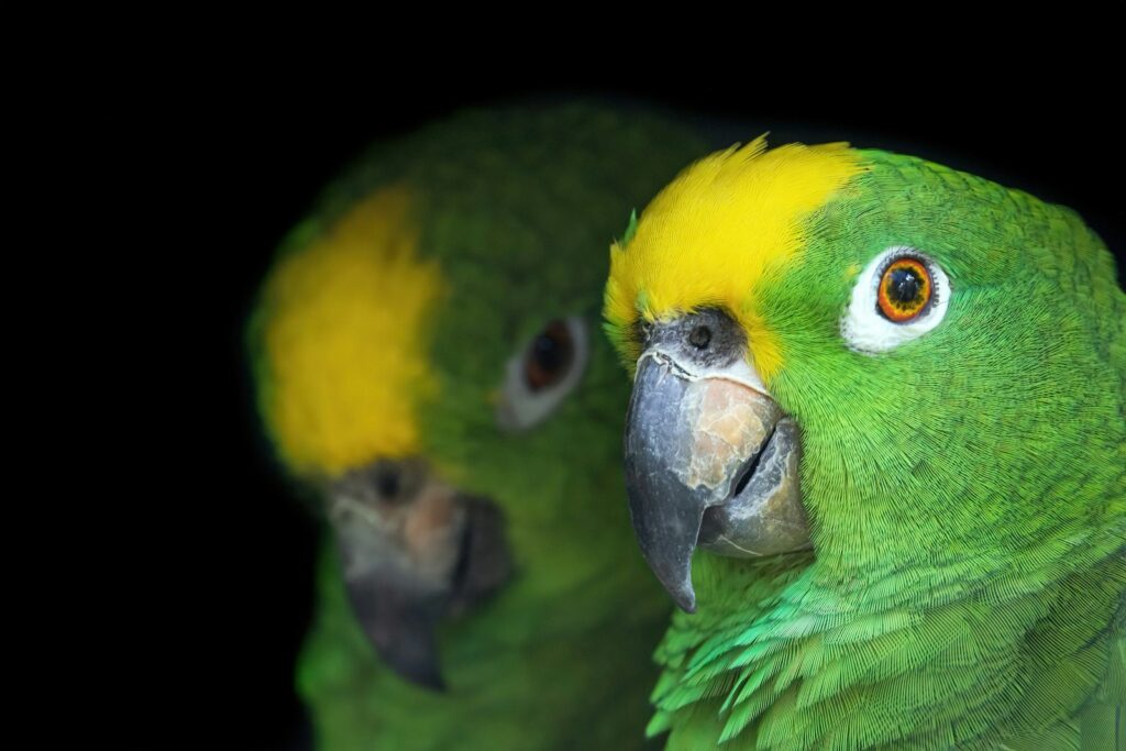 Two green and yellow parrots standing next to each other