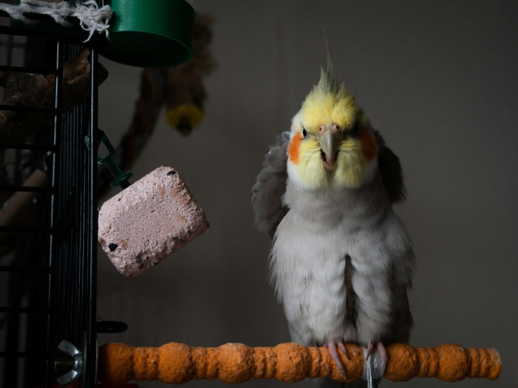 a bird standing on a perch