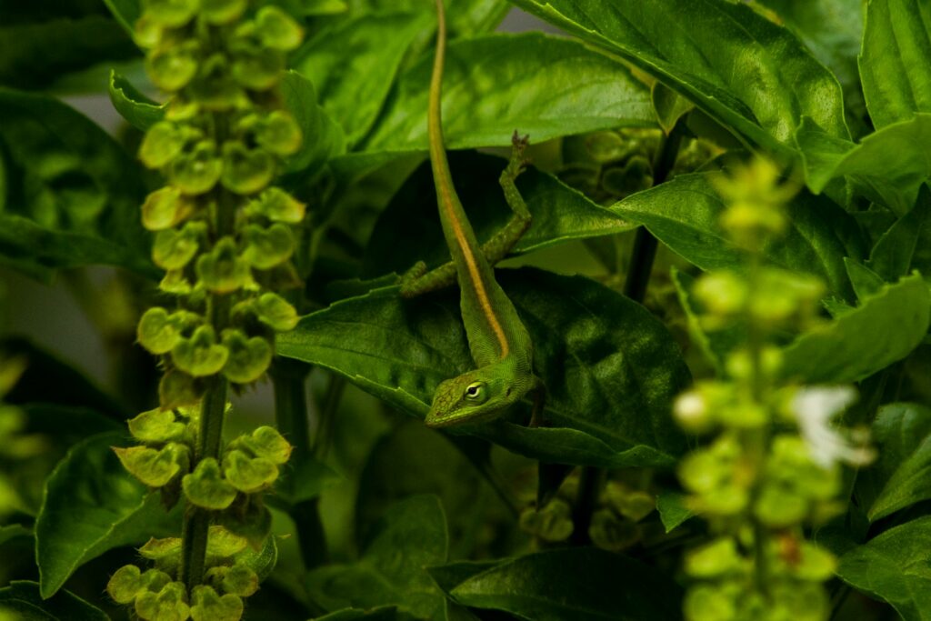 Social Structures in Wild Lizard Populations