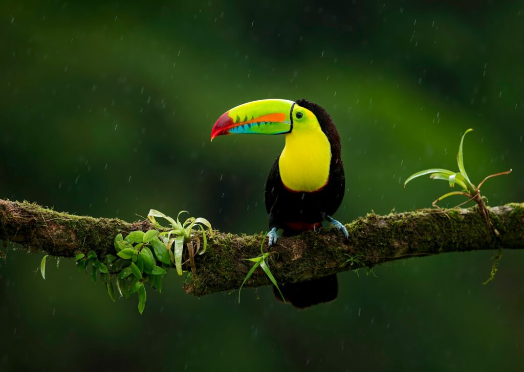 A toucan on brown tree branch