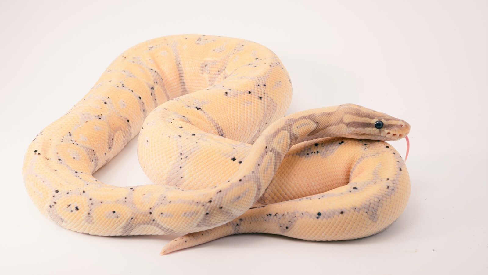 snake on white background