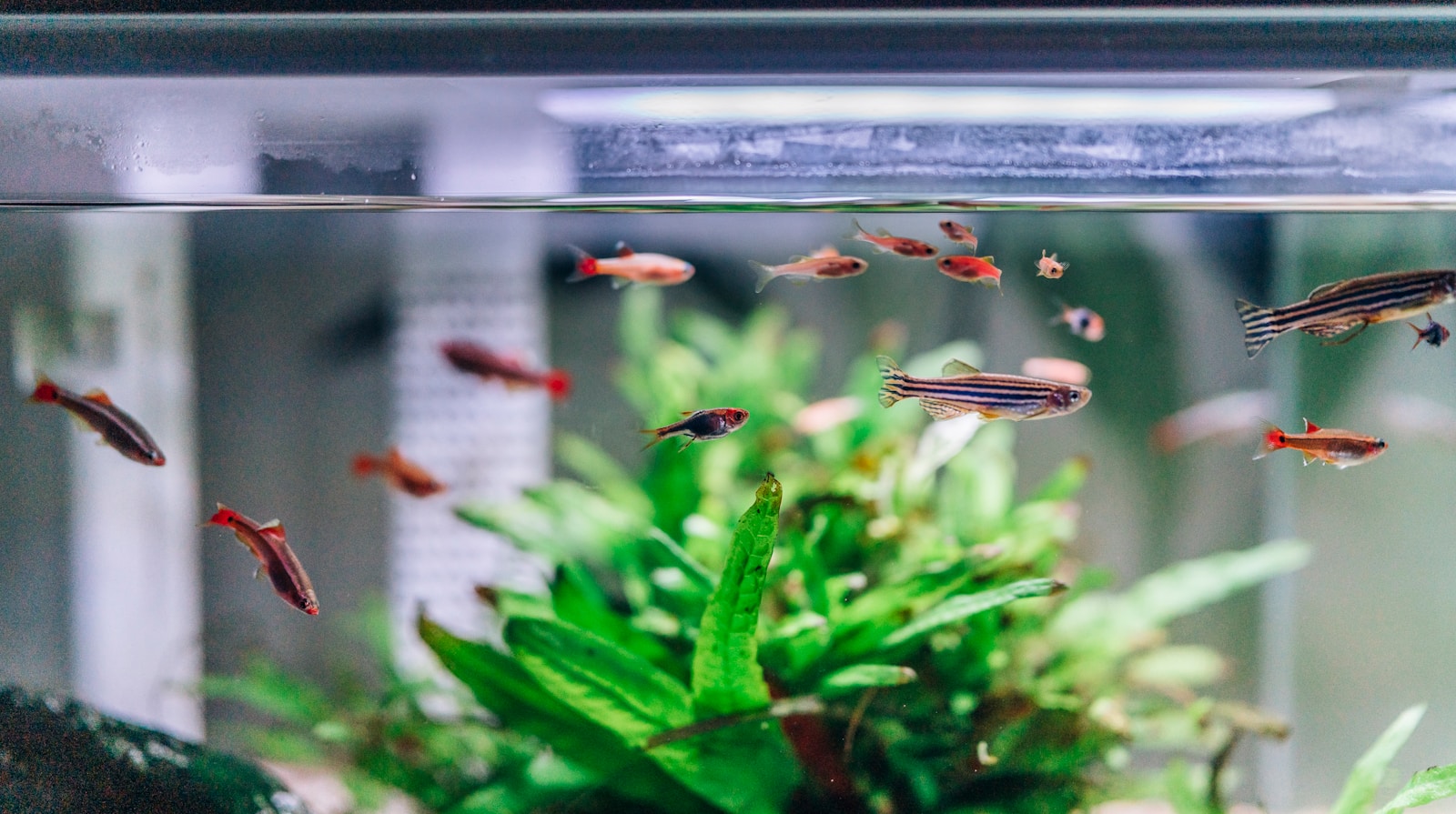fish in an aquarium