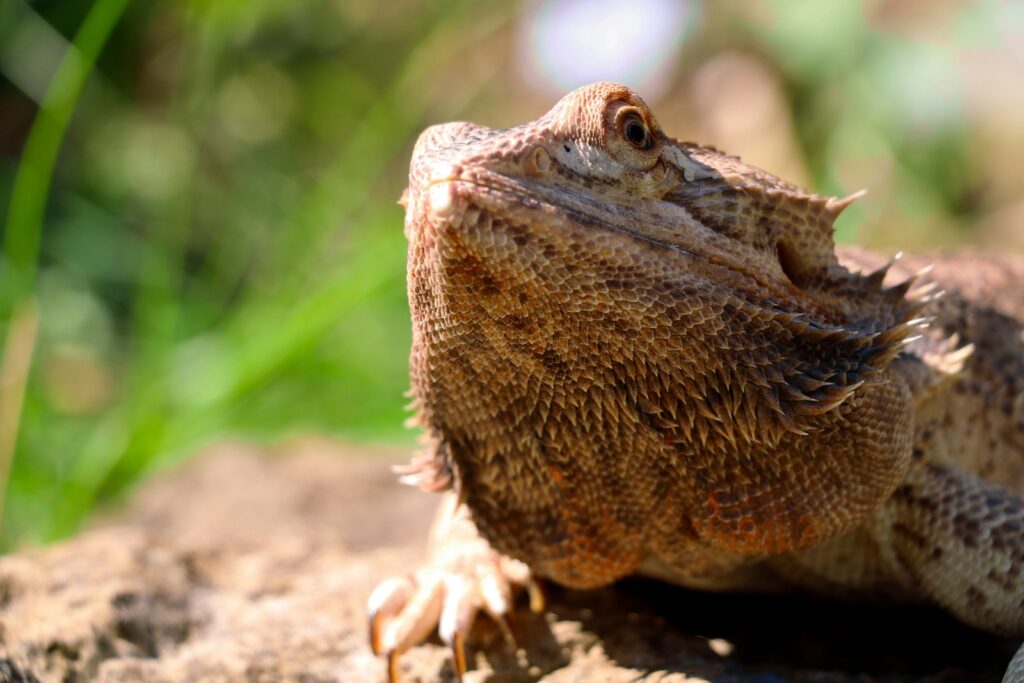 photo of brown bearded dragon